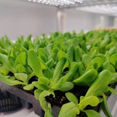 Serre de conteneur de transport maritime à longue portée pour système d'agriculture verticale hydroponique