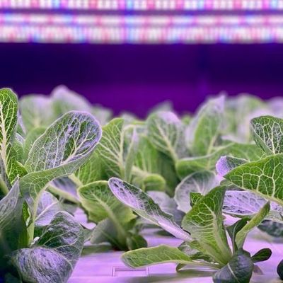 Serre de conteneur de transport maritime à longue portée pour système d'agriculture verticale hydroponique