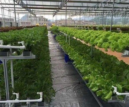 Technologie de culture verticale hydroponique révolutionnaire pour la serre de conteneurs maritimes