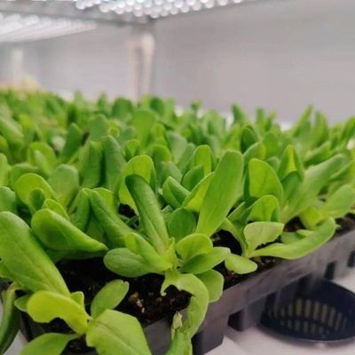 Serre de conteneur verticale pour l'agriculture avec innovation hydroponique en monnaie américaine
