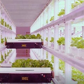 Serre de conteneur verticale pour l'agriculture avec innovation hydroponique en monnaie américaine