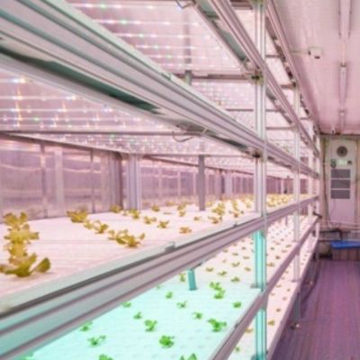 Serre de conteneur verticale pour l'agriculture avec innovation hydroponique en monnaie américaine