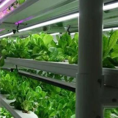 Serre de conteneur verticale pour l'agriculture avec innovation hydroponique en monnaie américaine