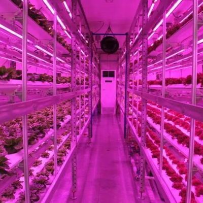 Serre de conteneur verticale pour l'agriculture avec innovation hydroponique en monnaie américaine