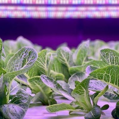 Serre de conteneur verticale pour l'agriculture avec innovation hydroponique en monnaie américaine