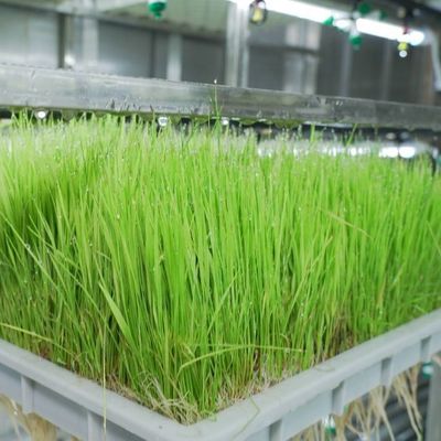 Serre de conteneur pour agriculture verticale dans la conception de conteneurs de transport maritime