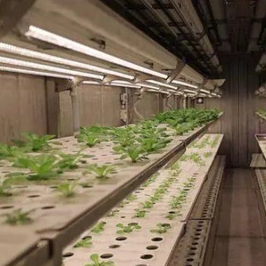 Serre de conteneur pour agriculture verticale dans la conception de conteneurs de transport maritime