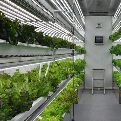 Serre de conteneur pour agriculture verticale dans la conception de conteneurs de transport maritime
