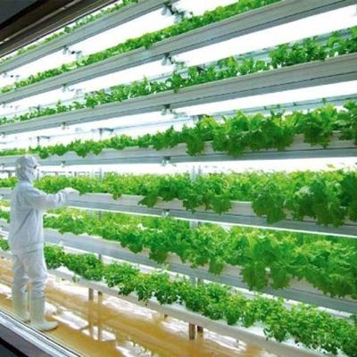 Élevage vertical à haute humidité Serre hydroponique pour les légumes