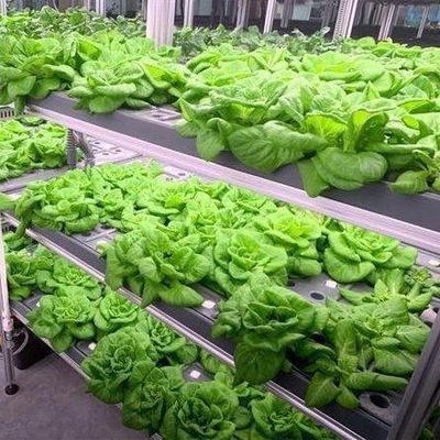 Élevage vertical à haute humidité Serre hydroponique pour les légumes