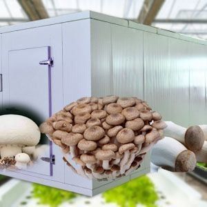 Élevage vertical à haute humidité Serre hydroponique pour les légumes