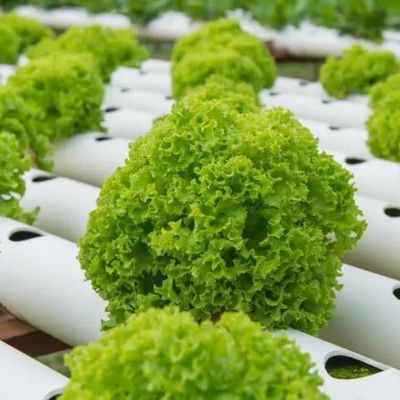 Serre à conteneurs multifonctions pour les avantages du système hydroponique et de l'agriculture verticale