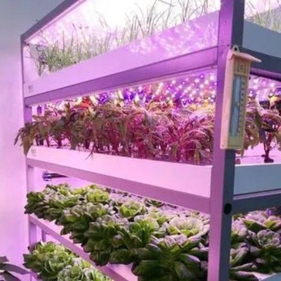 Serre à conteneurs multifonctions pour les avantages du système hydroponique et de l'agriculture verticale