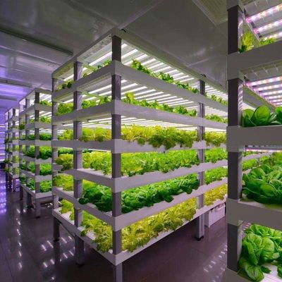 Serre à conteneurs multifonctions pour les avantages du système hydroponique et de l'agriculture verticale