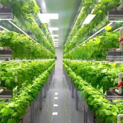 Serre à conteneurs multifonctions pour les avantages du système hydroponique et de l'agriculture verticale
