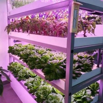 Serre à conteneurs multifonctions pour les avantages du système hydroponique et de l'agriculture verticale
