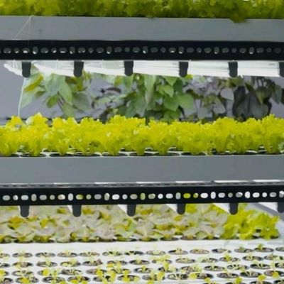 Personnalisation JX-CG-125 Serre à conteneur verticale avec système hydroponique
