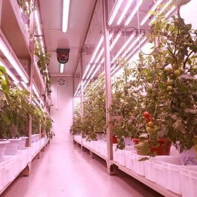 Container d'expédition Agriculture verticale Serre commerciale avec innovation hydroponique