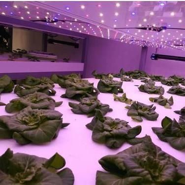 Container d'expédition Agriculture verticale Serre commerciale avec innovation hydroponique