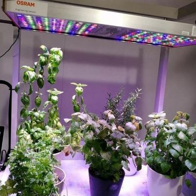 Container d'expédition Agriculture verticale Serre commerciale avec innovation hydroponique