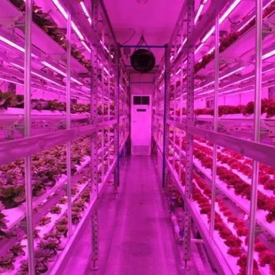 Container d'expédition Agriculture verticale Serre commerciale avec innovation hydroponique