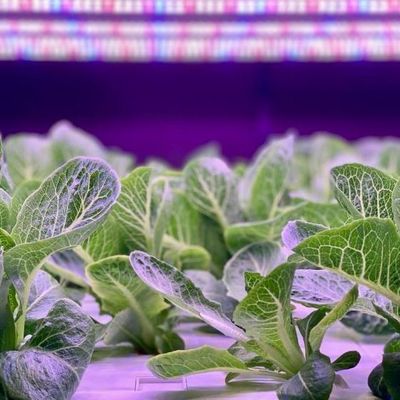 Container d'expédition Agriculture verticale Serre commerciale avec innovation hydroponique