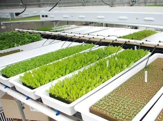 Serre à conteneur verticale pour l'agriculture dans 40HQ Reefer avec conteneur hydroponique
