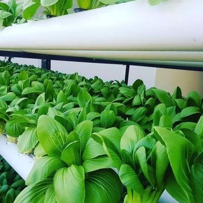 Serre à conteneur verticale pour l'agriculture dans 40HQ Reefer avec conteneur hydroponique