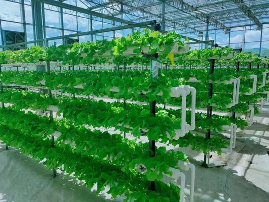 Serre à conteneur verticale pour l'agriculture dans 40HQ Reefer avec conteneur hydroponique