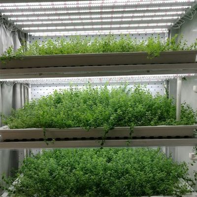 Container hydroponique verticale pour l'agriculture en acier Serre dotée de technologies de pointe