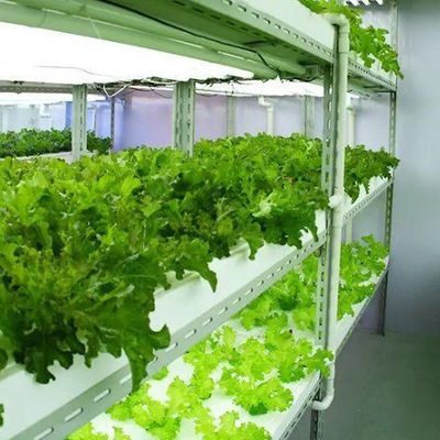 Container hydroponique verticale pour l'agriculture en acier Serre dotée de technologies de pointe