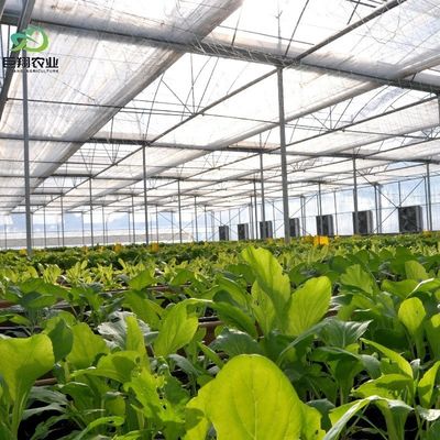 Serre de culture hydroponique recouverte de feuille de plastique et de conception à une seule étendue
