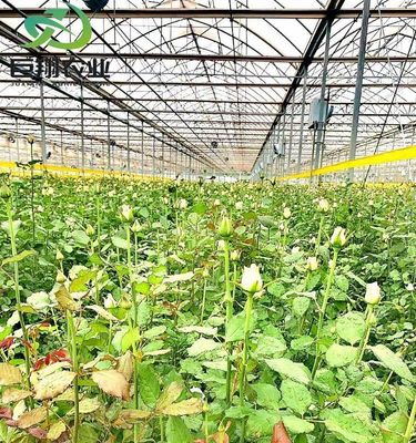 Personnalisation du Juxiang Greenhouse Personnalisable du film commercial et du verre