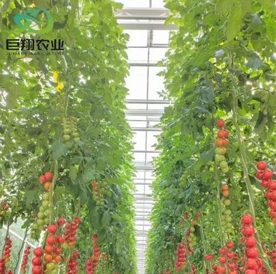 Monnaie américaine Juxiang Agriculture Nft Système hydroponique Serre en verre pour légumes