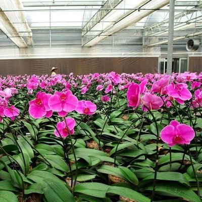 Serre à film hydroponique de Juxiang avec structure en acier et remboursement de 30 jours