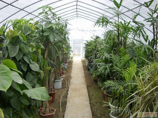 Serre à film hydroponique de Juxiang avec structure en acier et remboursement de 30 jours