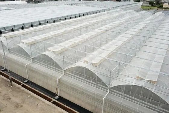 Serre à film hydroponique de Juxiang avec structure en acier et remboursement de 30 jours