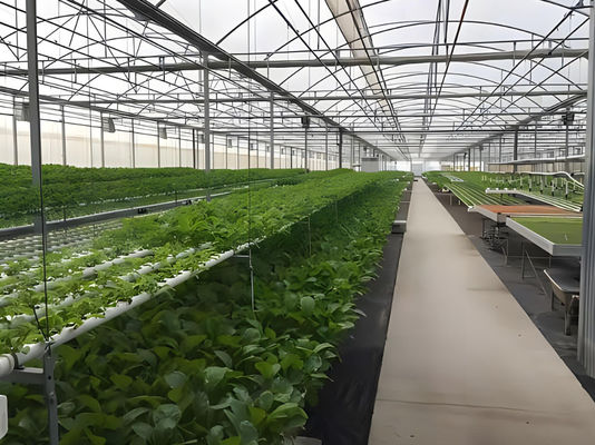 Serre à film hydroponique de Juxiang avec structure en acier et remboursement de 30 jours