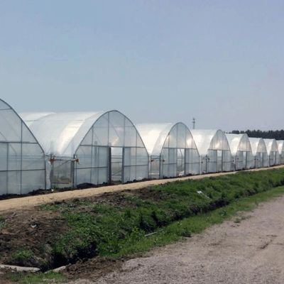 Cultiver des semis Juxiang Ferme hydroponique Serre à film avec demande sur mesure