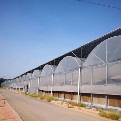 Cultiver des semis Juxiang Ferme hydroponique Serre à film avec demande sur mesure