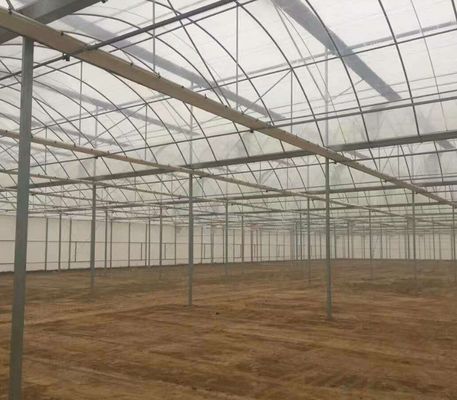 Cultiver des semis Juxiang Ferme hydroponique Serre à film avec demande sur mesure