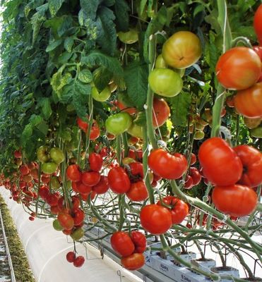 Serre à pellicule anti-goutte à goutte pour les fleurs Métode de chauffage temporaire incluse