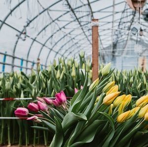 Système hydroponique personnalisable pour les légumes et les fleurs adapté à vos besoins