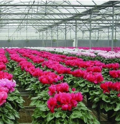 Système hydroponique personnalisable pour les légumes et les fleurs adapté à vos besoins