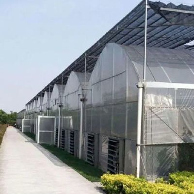 Système hydroponique personnalisable pour les légumes et les fleurs adapté à vos besoins