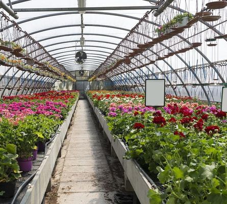 Serre de contrôle de l'humidité à plusieurs étages de Juxiang pour les poivrons