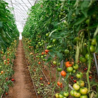 Serre de contrôle de l'humidité à plusieurs étages de Juxiang pour les poivrons