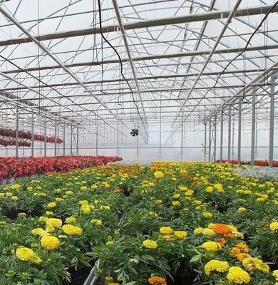 Système hydroponique à panneau unique de monnaie des États-Unis pour les performances de la culture des légumes en serre