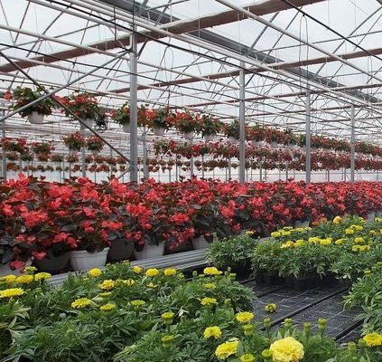 Système hydroponique à panneau unique de monnaie des États-Unis pour les performances de la culture des légumes en serre