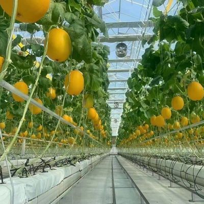 Serre en verre à double couche et à toit de type Venlo pour la culture hydroponique de légumes